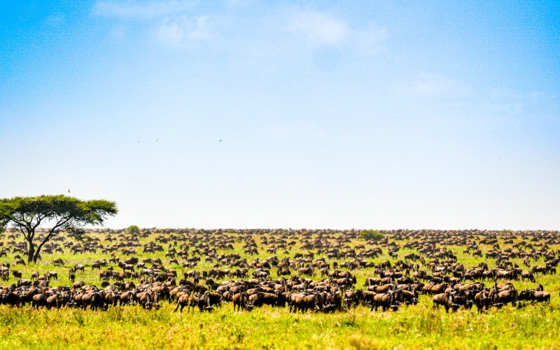 Follow The Great Migration - Dec To April Season (8 Days / 7 Nights)
