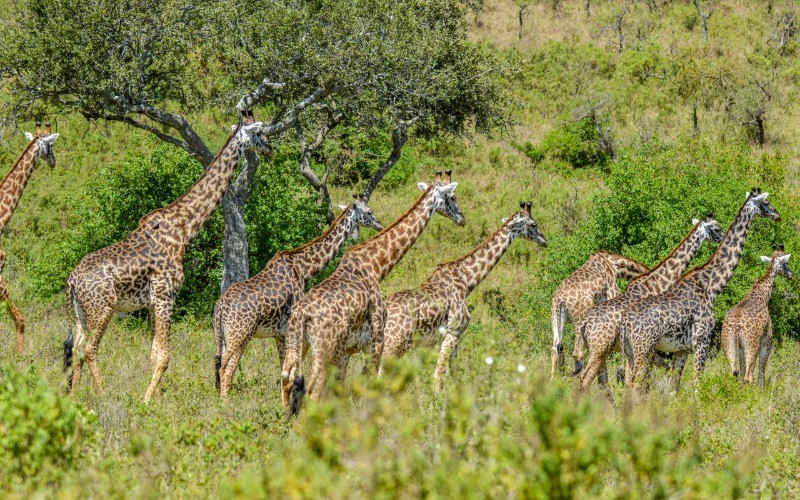 Rift Valley Highlights: A 4-Day Wildlife & Cultural Journey