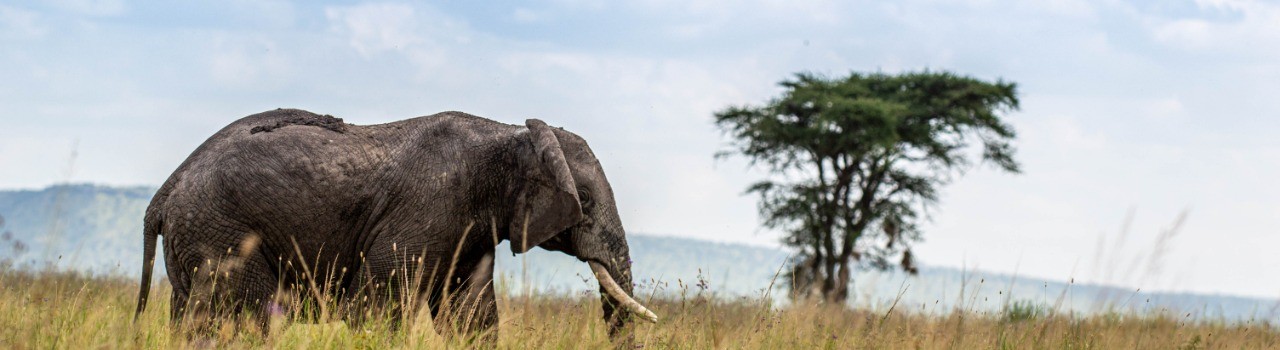 Rift Valley Highlights: A 4-Day Wildlife & Cultural Journey