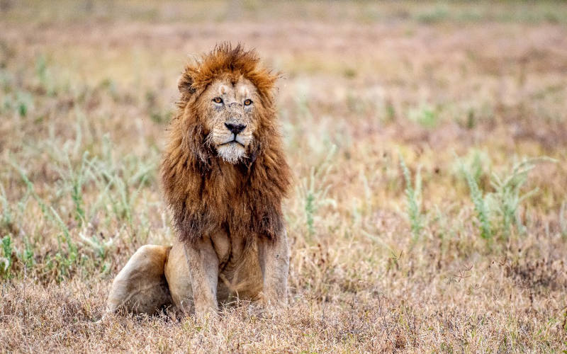 Karatu/Arusha/Kilimanjaro International photo