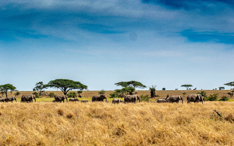 Arusha/ Tarangire National Park photo