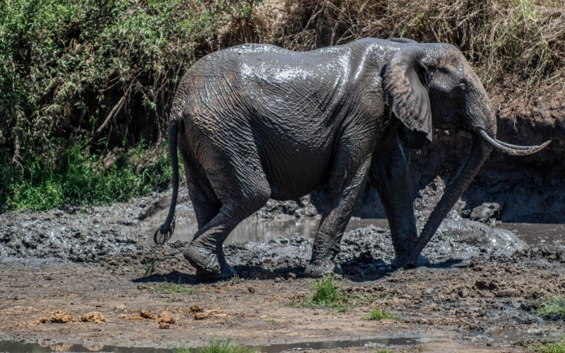 Arusha To Tarangire National Park photo