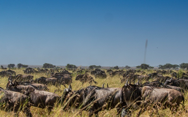 Full Day In Ndutu – Follow The Great Migration photo