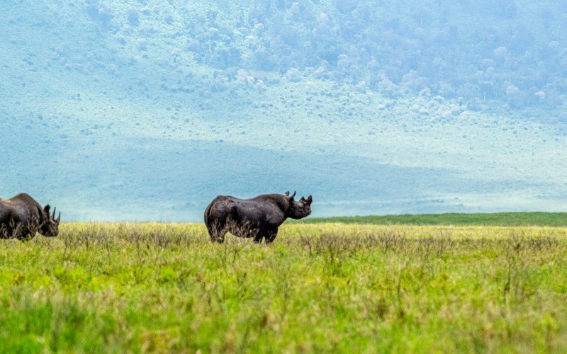 Ngorongoro Crater To The Ndutu Plains photo