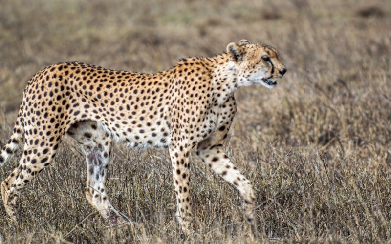 Exploring The Southern Serengeti photo