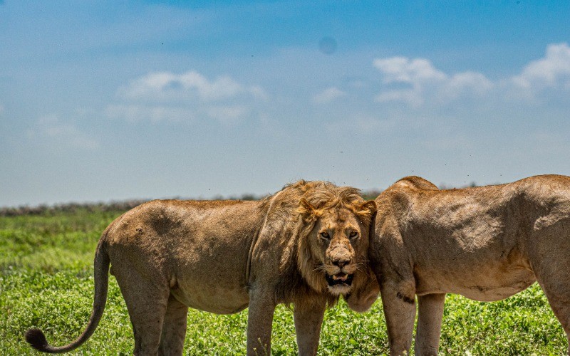 Final Game Drive And Return To Karatu photo