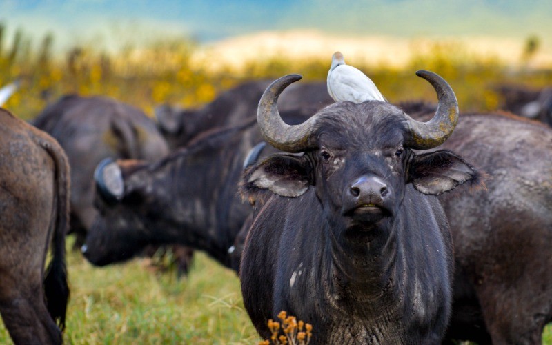 Fly From Serengeti To Arusha & Departure photo