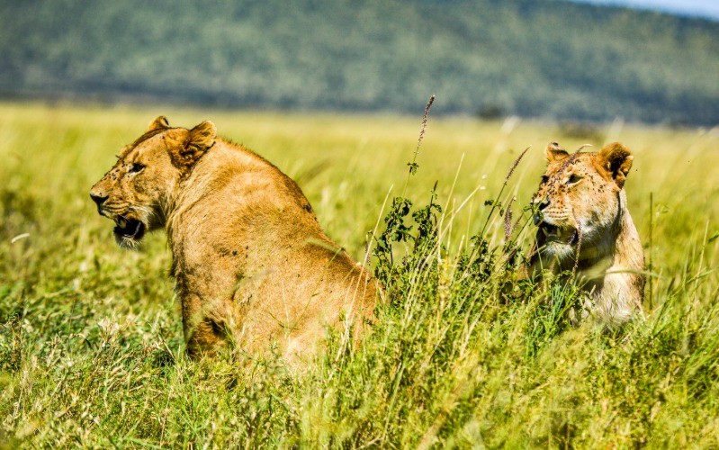 Classic Safari In The Seronera Valley photo