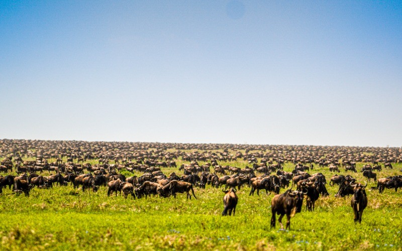 Journey To The Heart Of The Migration photo