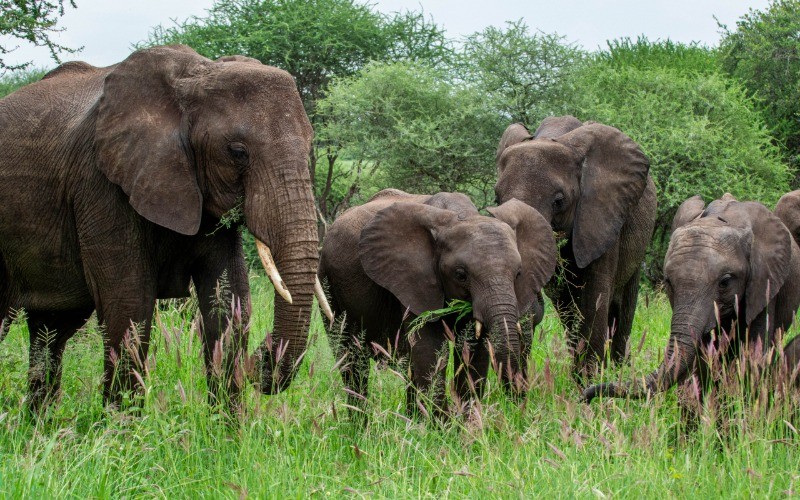 Full Day Immersion In Tarangire photo