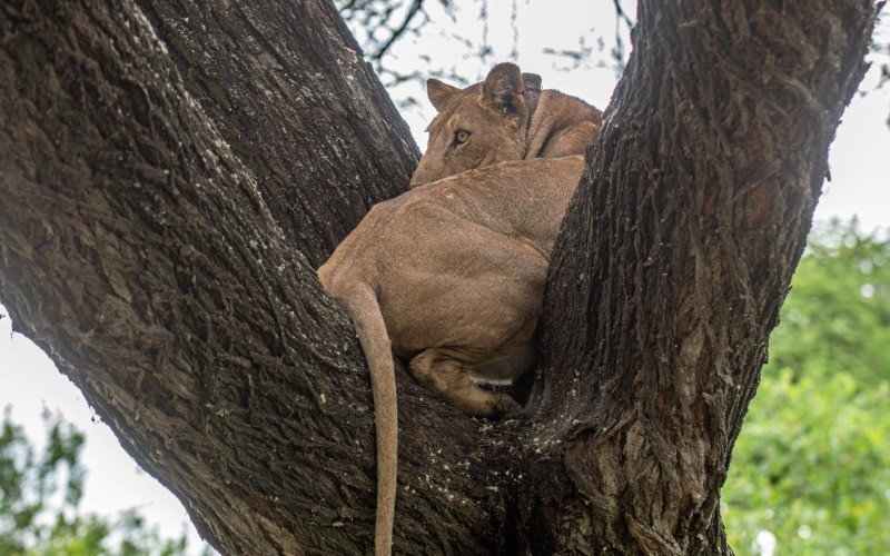 To The Lush Ngorongoro Highlands photo