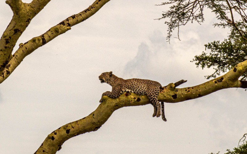 Into The Central Serengeti photo