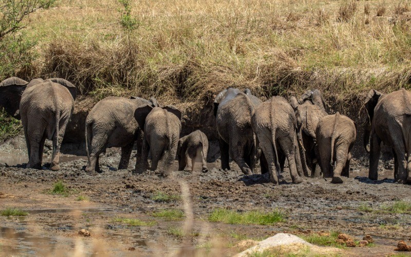 The Elephant Kingdom Of Tarangire photo