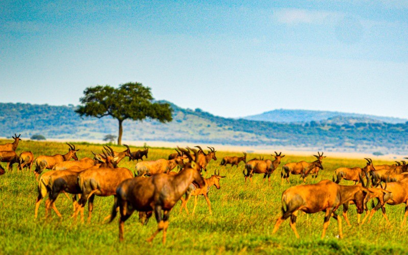 Exploring The Central Serengeti (Seronera) photo