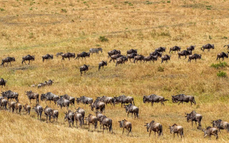 Full Day Excursion In Northern Serengeti & Mara River photo