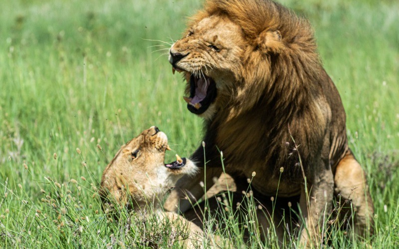 Final Game Drive And Return To Karatu photo
