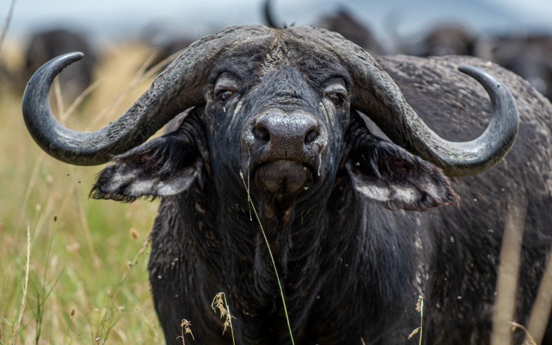 Ngorongoro Crater & Journey To The Serengeti photo