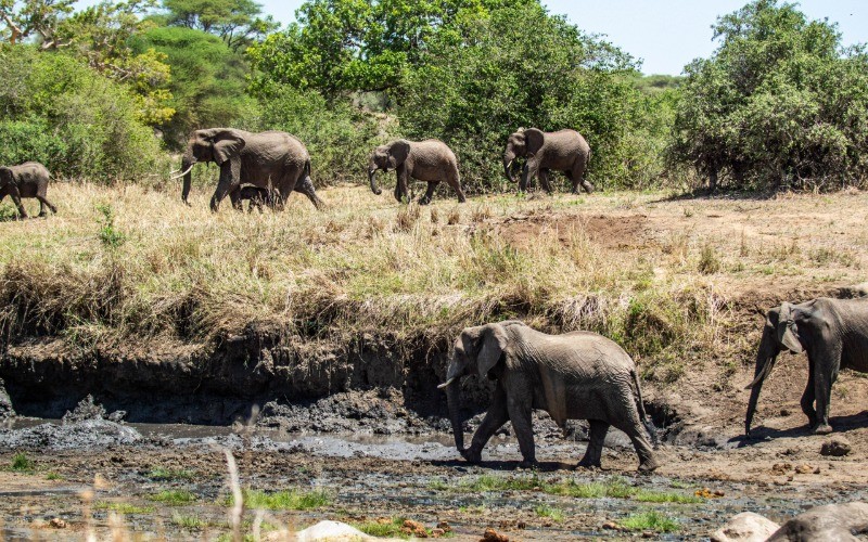 Tarangire National Park photo