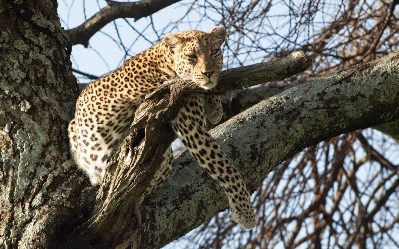 Full Day In The Central Serengeti photo