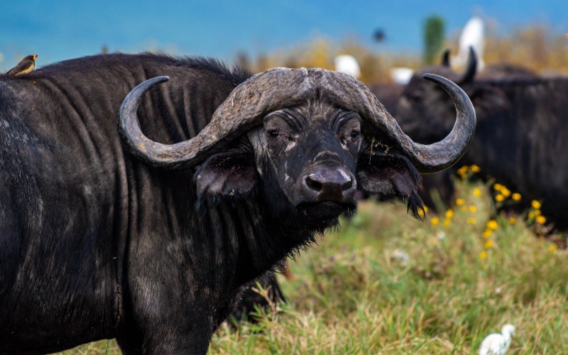 Tarangire National Park & The Ngorongoro Highlands photo