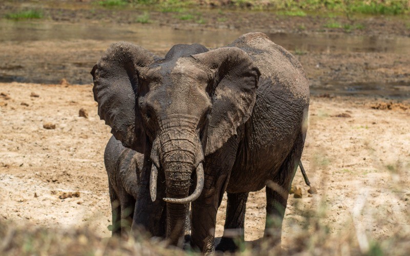 Lake Manyara & Departure photo