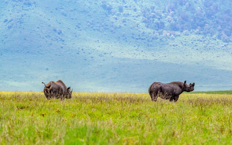 Ngorongoro Crater Exploration photo