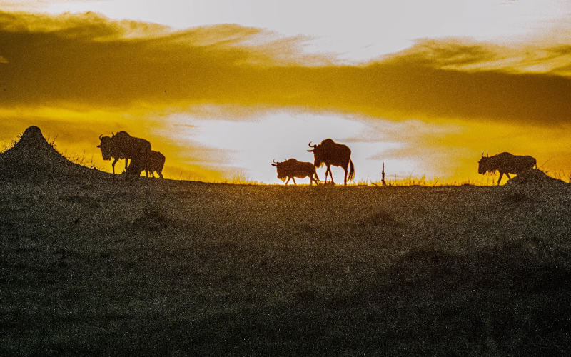 5 Days Tarangire, Lake Manyara And Ngorongoro Safari