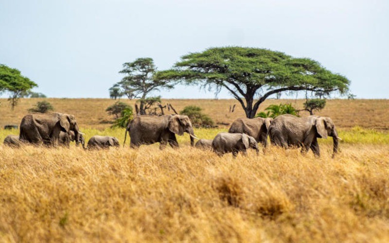 Follow The Great Migration: A 10-Day Luxury Safari (Dec - April)