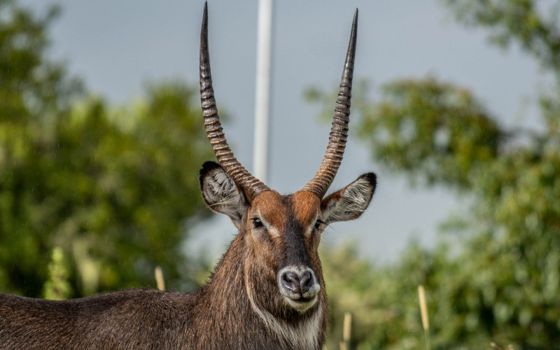 Big 5 Adventure: A 6-Day Mid-Range Safari