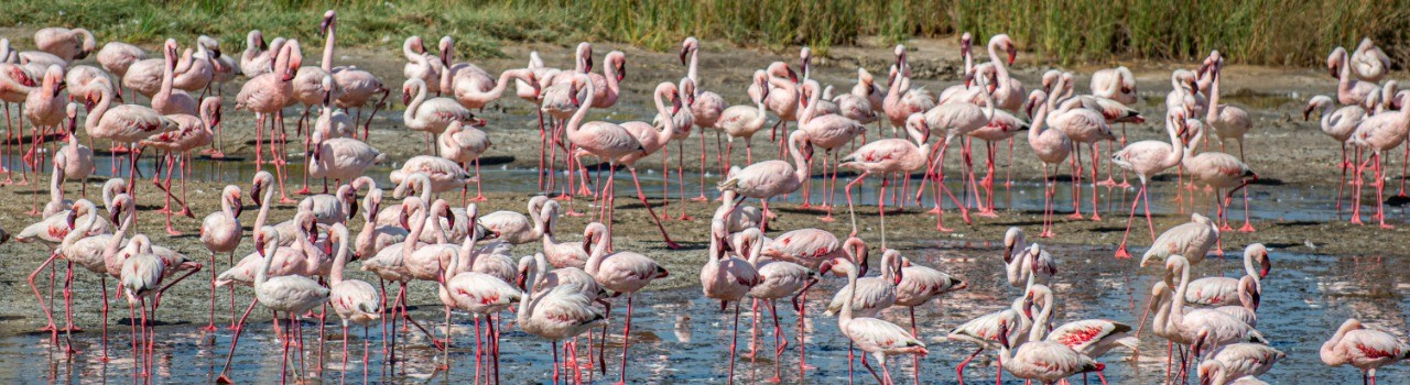 Big 5 Adventure: A 6-Day Mid-Range Safari