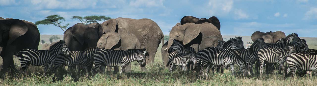 1-Day Experience The Wonders Of Arusha National Park