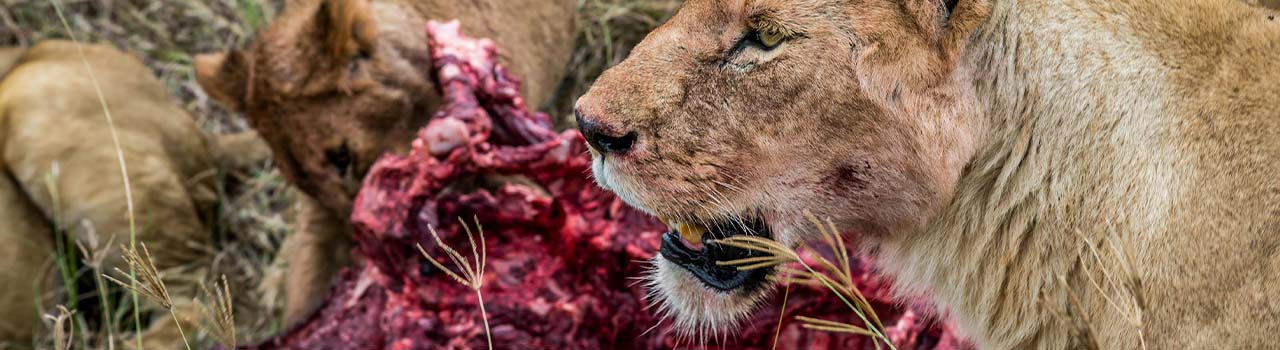 5-Day Tarangire, Ngorongoro & Serengeti Safari