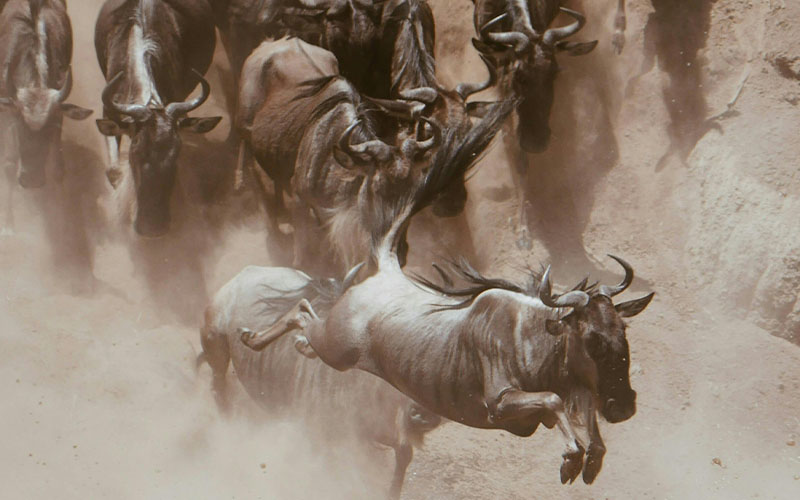 4 Days Safari In Northern Serengeti