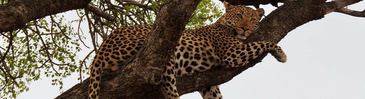 4 Days Manyara, Serengeti & Ngorongoro