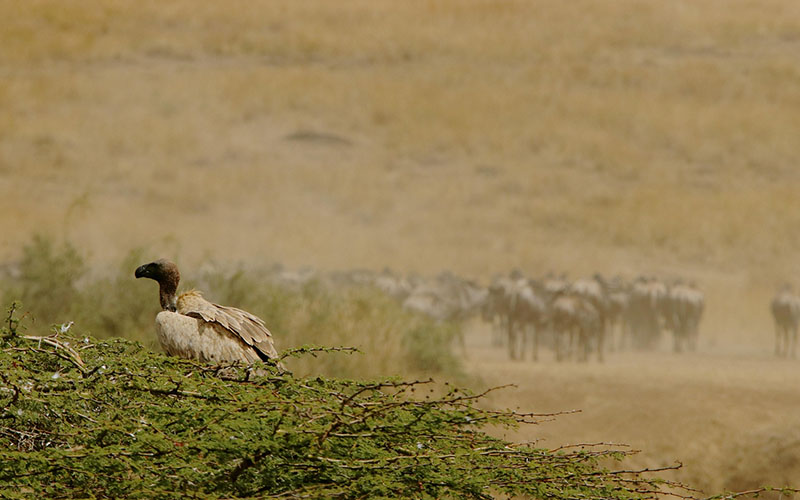 4 Days Manyara, Serengeti & Ngorongoro