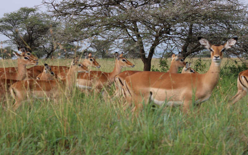 1-Day Experience The Wonders Of Arusha National Park