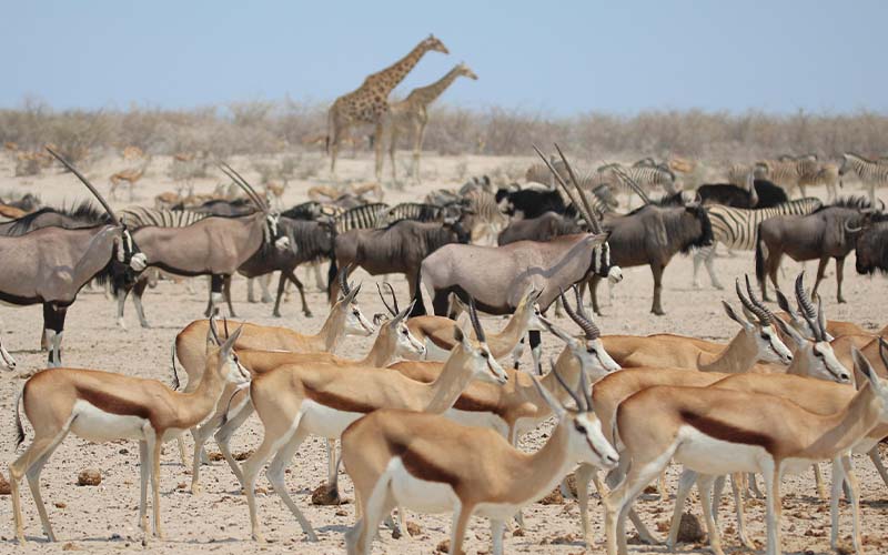 6 Days Serengeti Migration Safari (Northern Circuit)