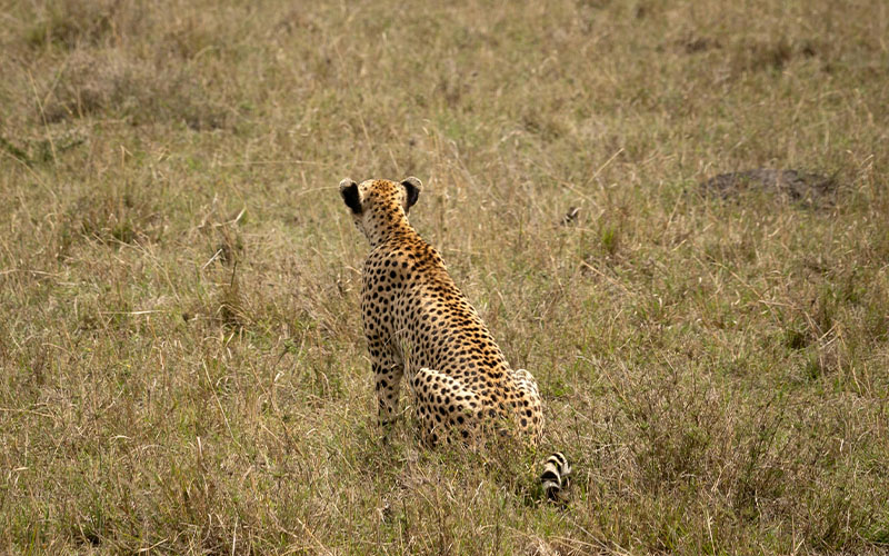 Day 4: Final Full Day In Serengeti photo
