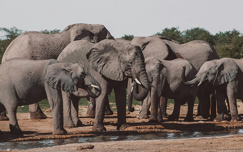 Day 1: Tarangire National Park photo