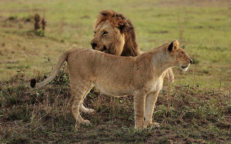 Day 2: Full-Day Game Drive In Serengeti photo