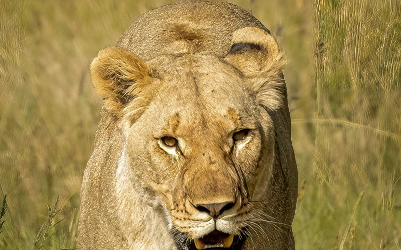 Ngorongoro Crater - Serengeti (Lobo Area) photo