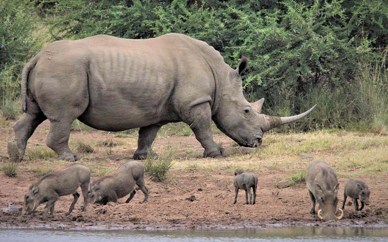 Serengeti (Lobo Area) – Northern Serengeti (Wagakuria) photo