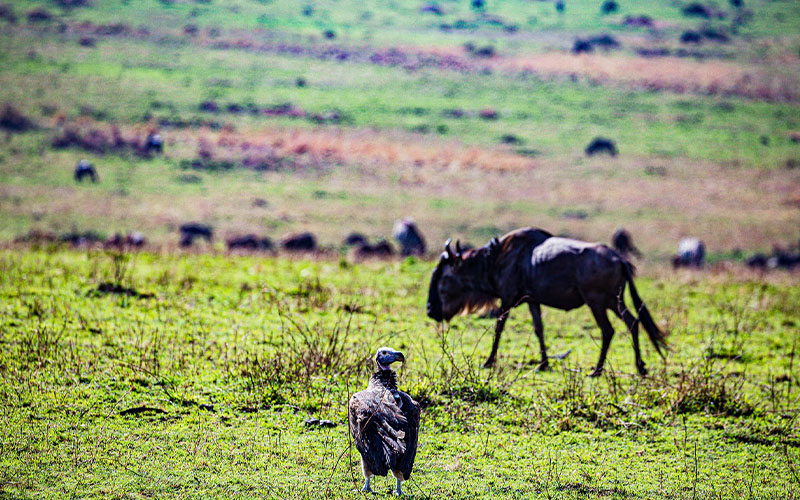 Serengeti National Park (Northern) - Ngorongoro Crater photo