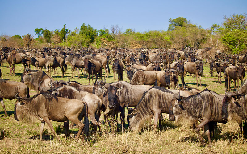 Arusha Town - Serengeti National Park photo