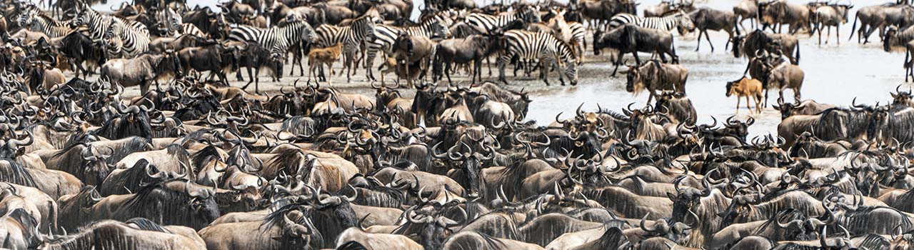 6 Days Serengeti Migration Safari (Northern Circuit)