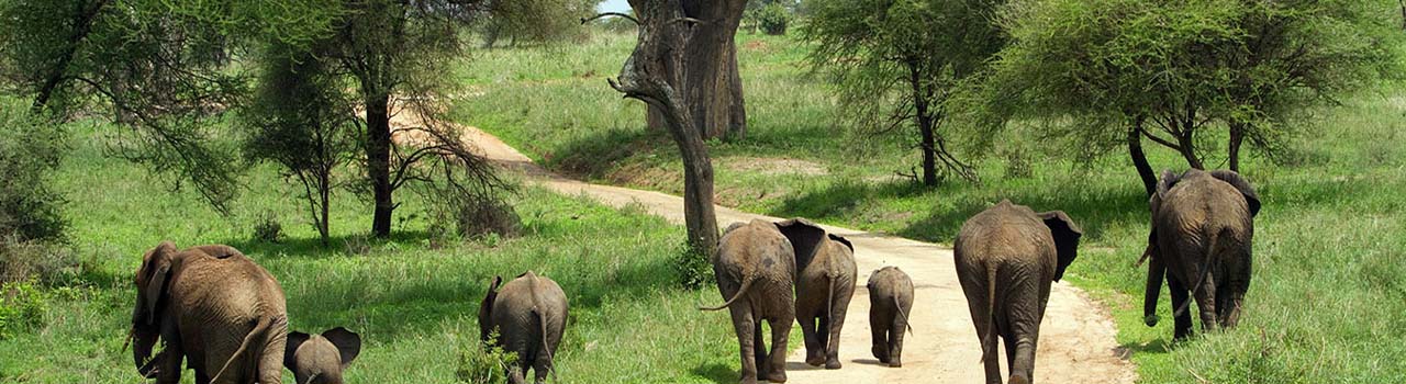 4 Days Safari In Northern Serengeti
